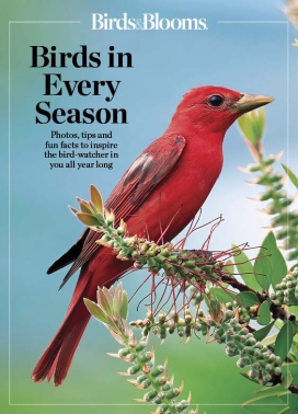 Birds & Blooms Birds in Every Season
